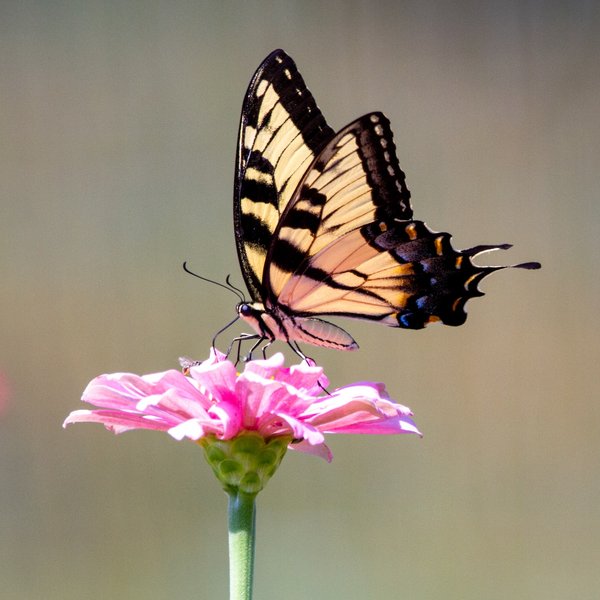Créer un jardin pour attirer les papillons et les abeilles